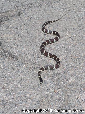 California Kingsnake (Lampropeltis getula californiae)