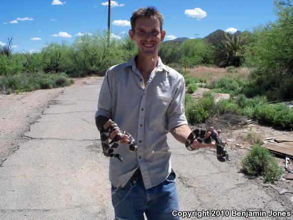 California Kingsnake (Lampropeltis getula californiae)