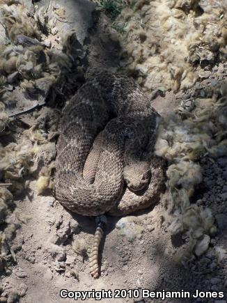 Western Diamond-backed Rattlesnake (Crotalus atrox)