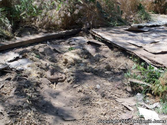 Western Diamond-backed Rattlesnake (Crotalus atrox)