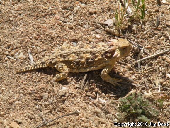 Blainville's Horned Lizard (Phrynosoma blainvillii)