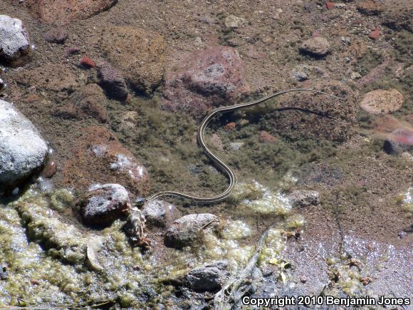 Black-necked Gartersnake (Thamnophis cyrtopsis)