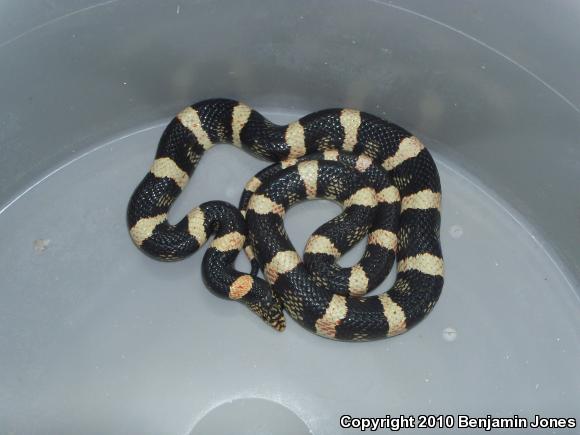 Western Long-nosed Snake (Rhinocheilus lecontei)