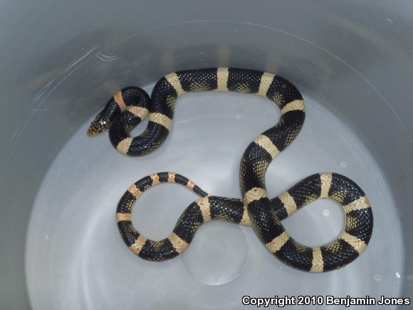 Western Long-nosed Snake (Rhinocheilus lecontei)