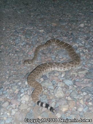 Western Diamond-backed Rattlesnake (Crotalus atrox)