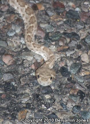 Western Diamond-backed Rattlesnake (Crotalus atrox)