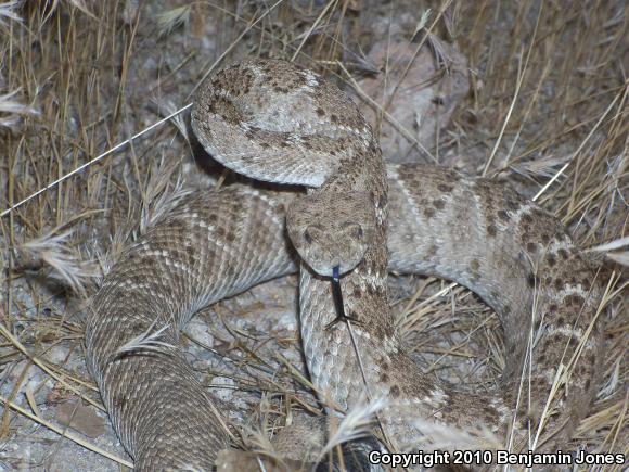 Western Diamond-backed Rattlesnake (Crotalus atrox)