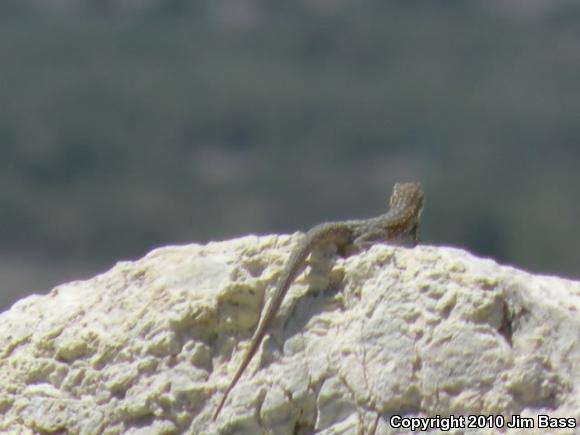 Common Side-blotched Lizard (Uta stansburiana)