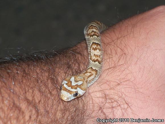 Sonoran Lyresnake (Trimorphodon biscutatus lambda)