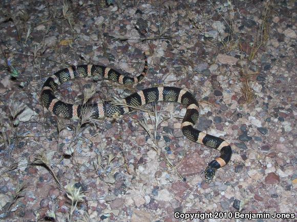 Western Long-nosed Snake (Rhinocheilus lecontei)