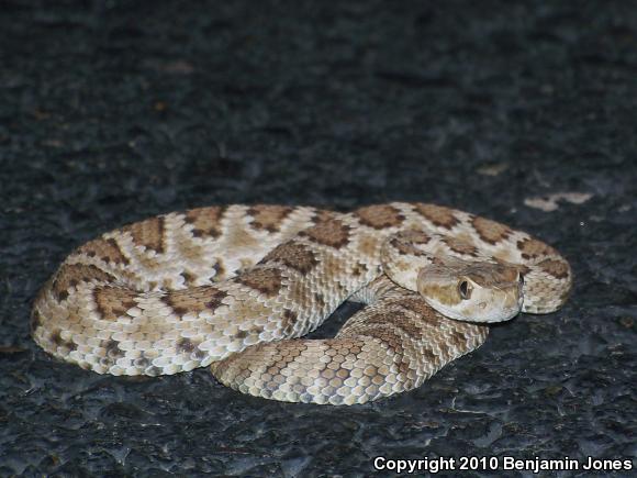 Mohave Rattlesnake (Crotalus scutulatus)