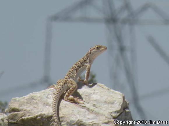 Longnose Leopard Lizard (Gambelia wislizenii)