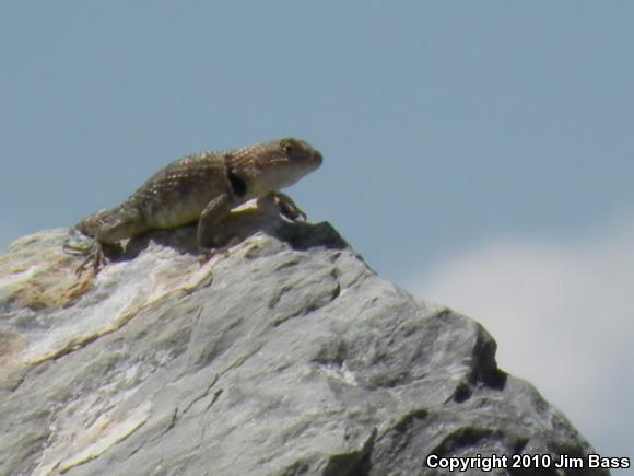 Yellow-backed Spiny Lizard (Sceloporus uniformis)