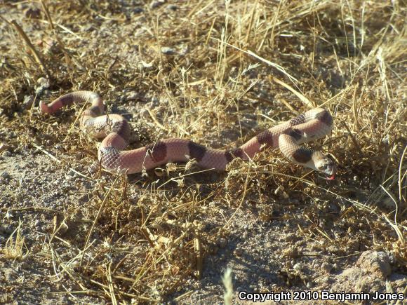 Saddled Leaf-nosed Snake (Phyllorhynchus browni)