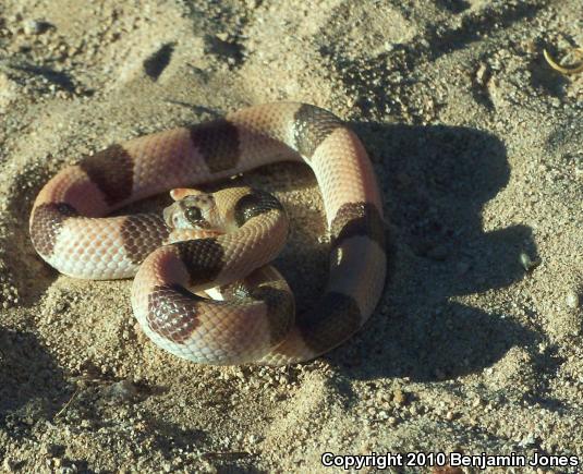 Saddled Leaf-nosed Snake (Phyllorhynchus browni)