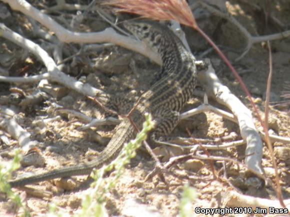 Great Basin Whiptail (Aspidoscelis tigris tigris)