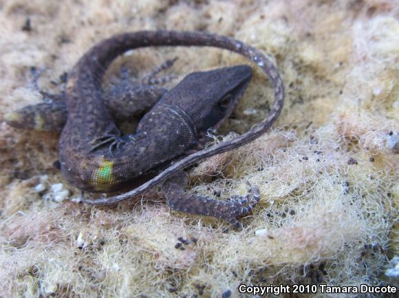 Northern Green Anole (Anolis carolinensis carolinensis)