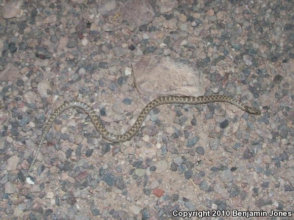 Desert Nightsnake (Hypsiglena chlorophaea)