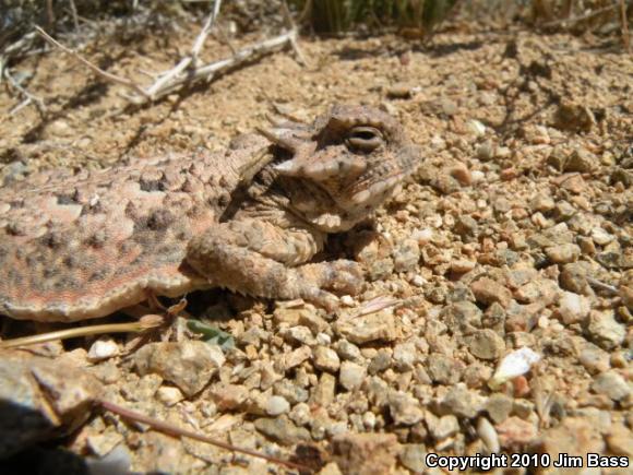 Southern Desert Horned Lizard (Phrynosoma platyrhinos calidiarum)