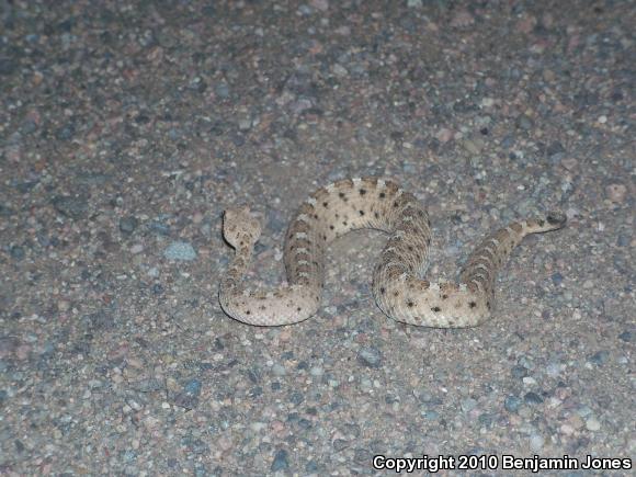 Sonoran Sidewinder (Crotalus cerastes cercobombus)