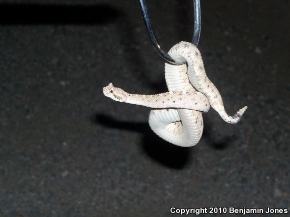 Sonoran Sidewinder (Crotalus cerastes cercobombus)