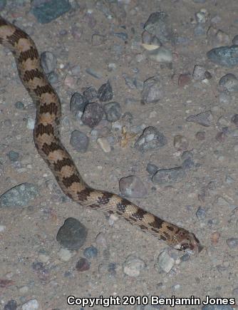 Spotted Leaf-nosed Snake (Phyllorhynchus decurtatus)