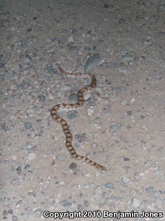 Spotted Leaf-nosed Snake (Phyllorhynchus decurtatus)