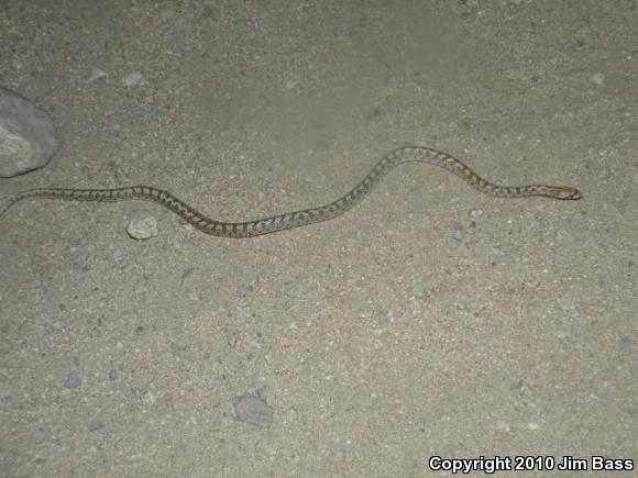 Mojave Glossy Snake (Arizona elegans candida)