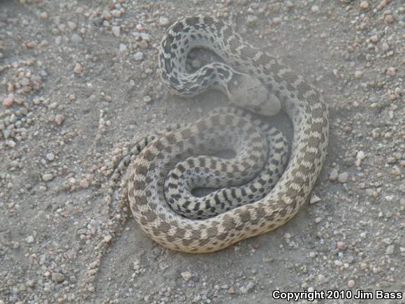 San Diego Gopher Snake (Pituophis catenifer annectens)