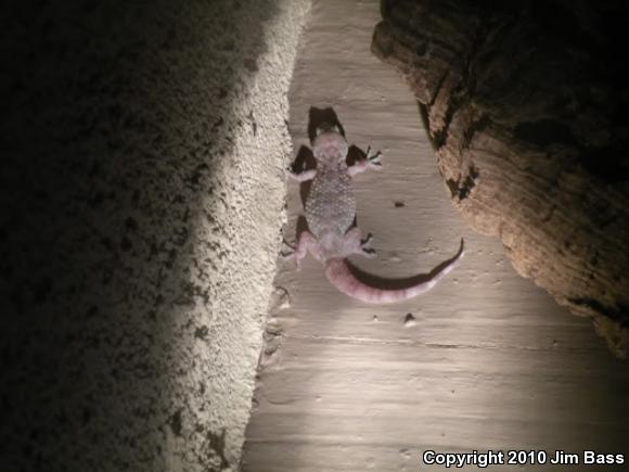 Turkish House Gecko (Hemidactylus turcicus turcicus)