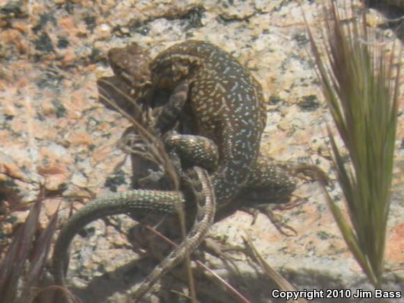 Common Side-blotched Lizard (Uta stansburiana)