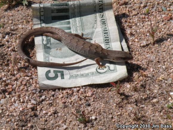 San Diego Alligator Lizard (Elgaria multicarinata webbii)