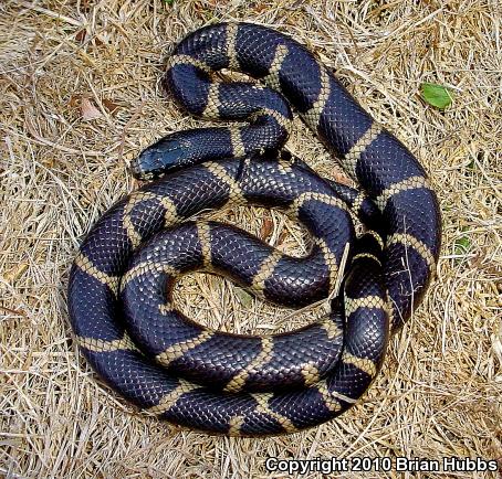 California Kingsnake (Lampropeltis getula californiae)