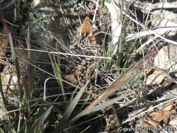 San Diego Gopher Snake (Pituophis catenifer annectens)