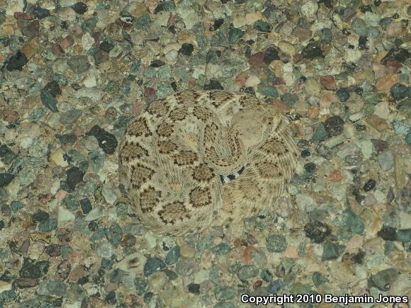 Western Diamond-backed Rattlesnake (Crotalus atrox)