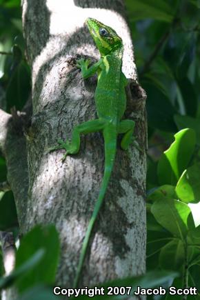 Western Knight Anole (Anolis equestris equestris)