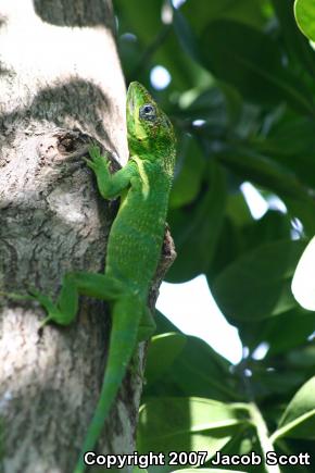 Western Knight Anole (Anolis equestris equestris)