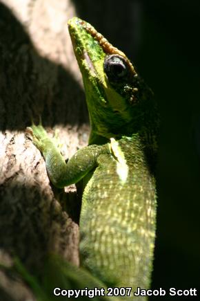 Western Knight Anole (Anolis equestris equestris)