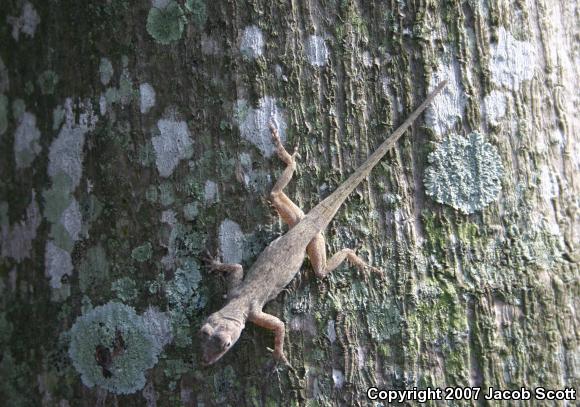 Florida Bark Anole (Anolis distichus floridanus)