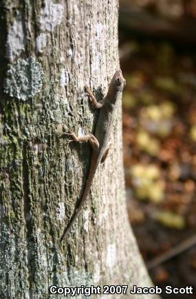 Florida Bark Anole (Anolis distichus floridanus)