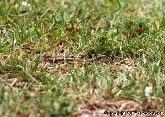 Giant Ameiva (Ameiva ameiva)