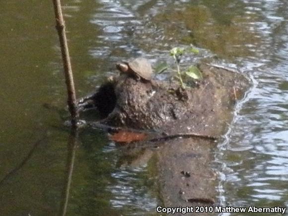 Razor-backed Musk Turtle (Sternotherus carinatus)