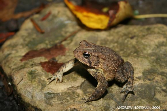 Eastern American Toad (Anaxyrus americanus americanus)