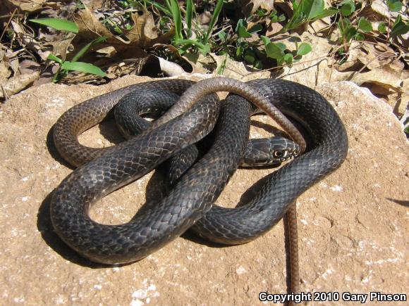 Coachwhip (Coluber flagellum)