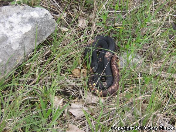 Coachwhip (Coluber flagellum)