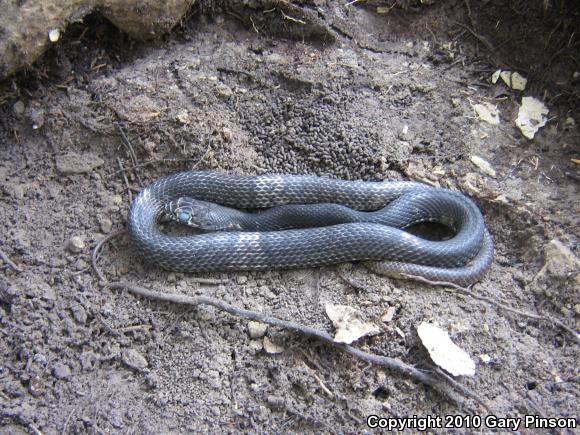 Coachwhip (Coluber flagellum)