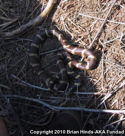 California Kingsnake (Lampropeltis getula californiae)