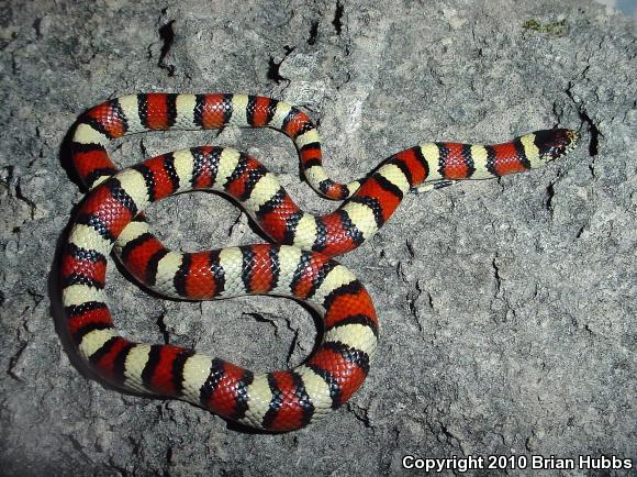 Central Plains Milksnake (Lampropeltis triangulum gentilis)