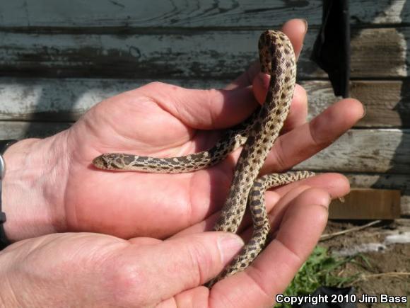 Pacific Gopher Snake (Pituophis catenifer catenifer)