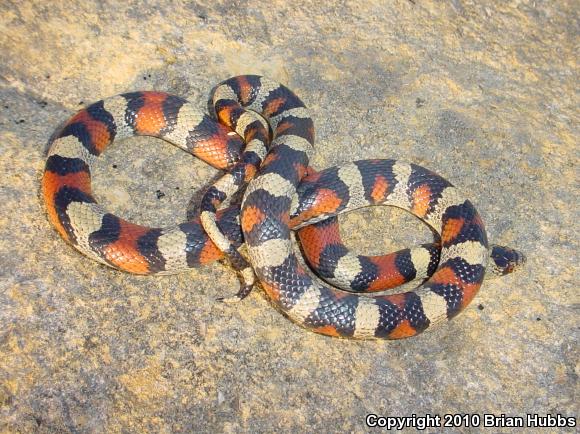 Central Plains Milksnake (Lampropeltis triangulum gentilis)